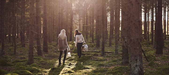 In unserer Herbst To-do-Liste geben wir Ihnen zahlreiche Tipps, was Sie diesen Herbst Skandinavisches machen können – zum Beispiel einen Spaziergang im Wald, um Pilze zu sammeln.