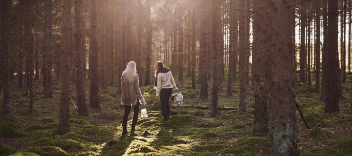 In unserer Herbst To-do-Liste geben wir Ihnen zahlreiche Tipps, was Sie diesen Herbst Skandinavisches machen können – zum Beispiel einen Spaziergang im Wald, um Pilze zu sammeln.