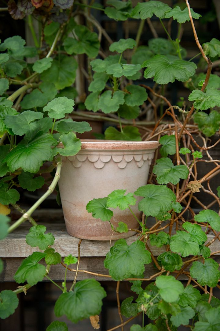 Der rosafarbene Kopenhagen-Blumentopf von Bergs Potter steht draußen auf einer Bank, umrankt von Pflanzen - perfekt für einen Balkon im Boho-Stil.
