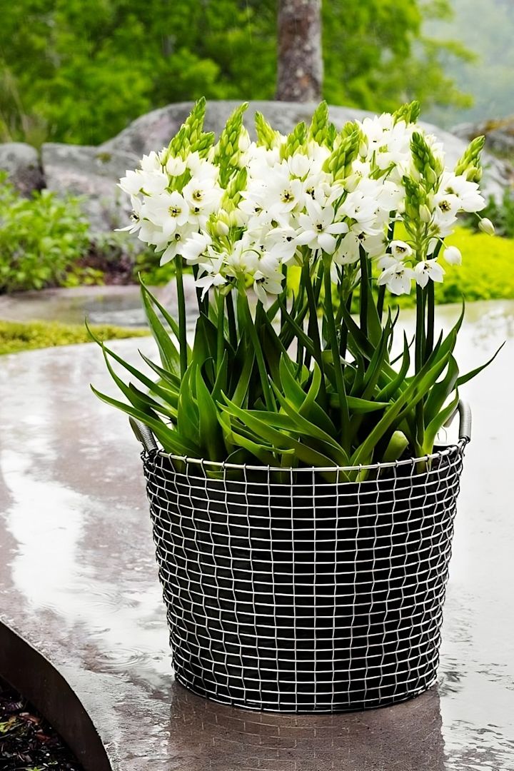Der Korbo Korb eignet sich auch zum Einpflanzen von Blumen im Garten.