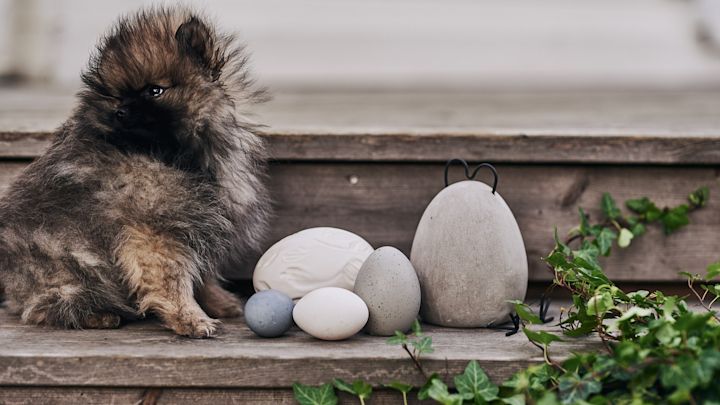 Bei der Ostereiersuche auf der Treppe hat sich ein echtes Ei zwischen den Dekoeiern versteckt und der Familienhund hat es gefunden!