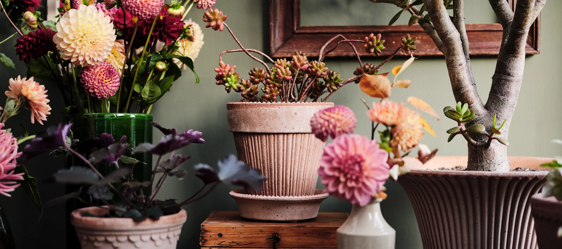 Muttertagsgeschenke: Eine Kollektion verschiedener Blumen in verschiedenen Blumentöpfen von Bergs Potter.