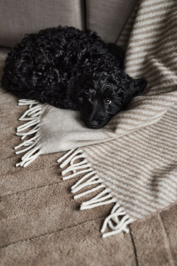 Ein schwarzer Welpe, eingerollt auf einem Teppich und einer Decke von NJRD.