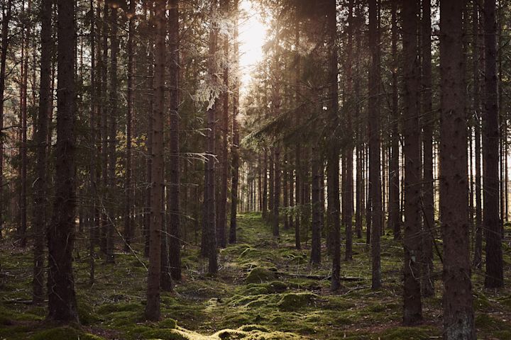In unserer Herbst To-do-Liste geben wir Ihnen zahlreiche Tipps, was Sie diesen Herbst Skandinavisches machen können – zum Beispiel einen Herbst-Spaziergang im Wald.