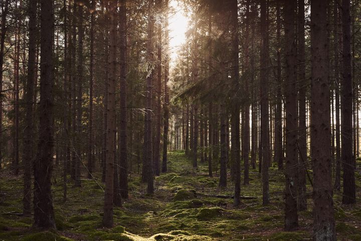 In unserer Herbst To-do-Liste geben wir Ihnen zahlreiche Tipps, was Sie diesen Herbst Skandinavisches machen können – zum Beispiel einen Herbst-Spaziergang im Wald.