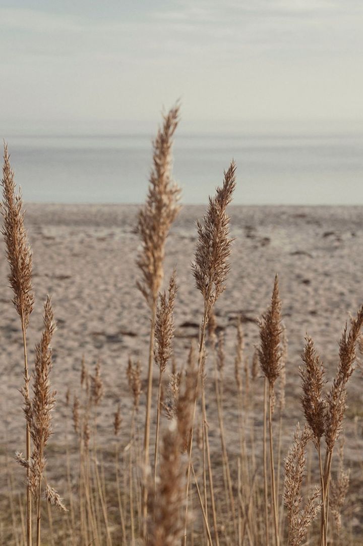 Bild von Schilf und Strand.