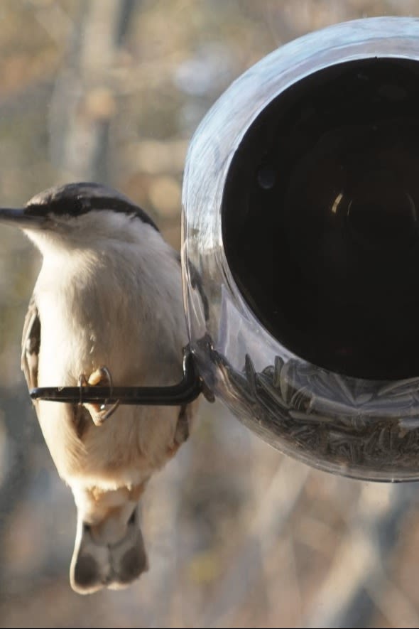 Sie wollen in diesem Herbst etwas typisch Skandinavisches machen? Füttern Sie die Vögel mit der Birdfeeder Vogelfutterstelle von Born in Sweden.