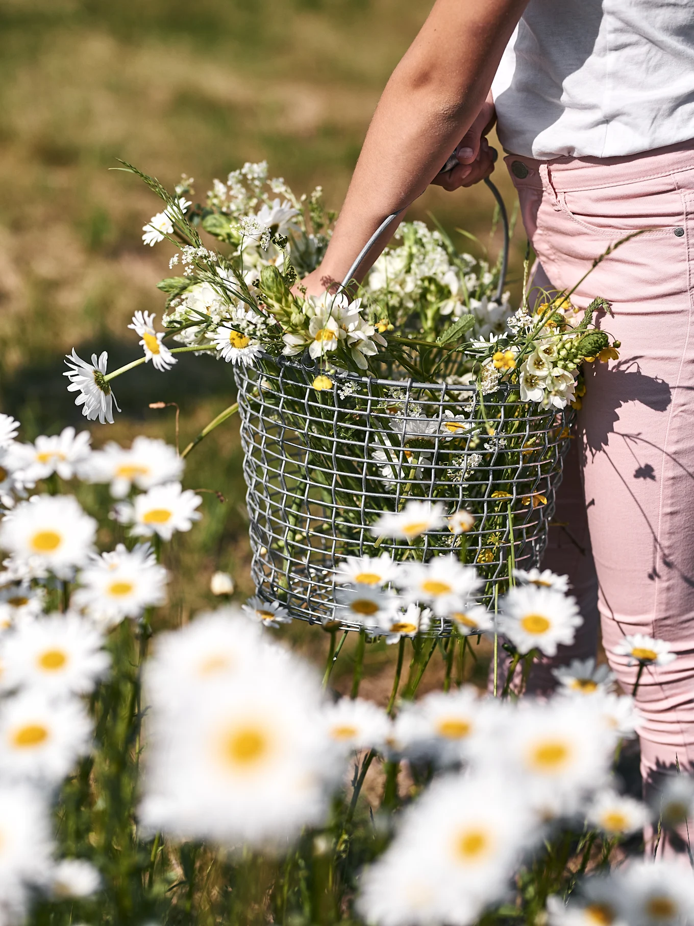 Nahaufnahme einer Person in rosa Hosen, die einen Drahtkorb voller weißer und gelber Wildblumen auf einem Gänseblümchenfeld hält.