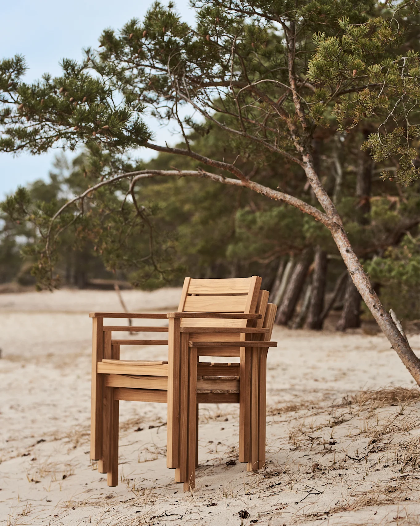 Gestapelte Holzstühle an einem Sandstrand neben einem Kiefernbaum.