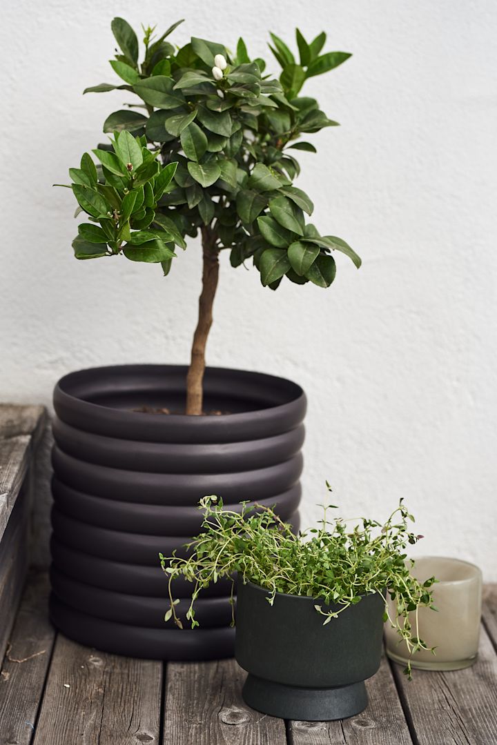 Schwarzer Mud-Topf von DBKD neben dunkelgrünem Ro-Blumentopf von Rosendahl auf der Terrasse mit Grünpflanzen darin.