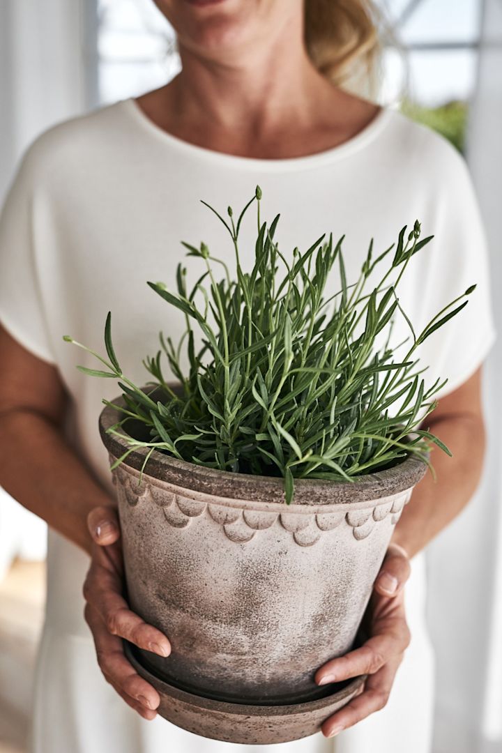 Blumentöpfe für draußen: Hier sehen Sie den mit Lavendel bepflanzten Kopenhagen-Blumentopf von Bergs Potter.