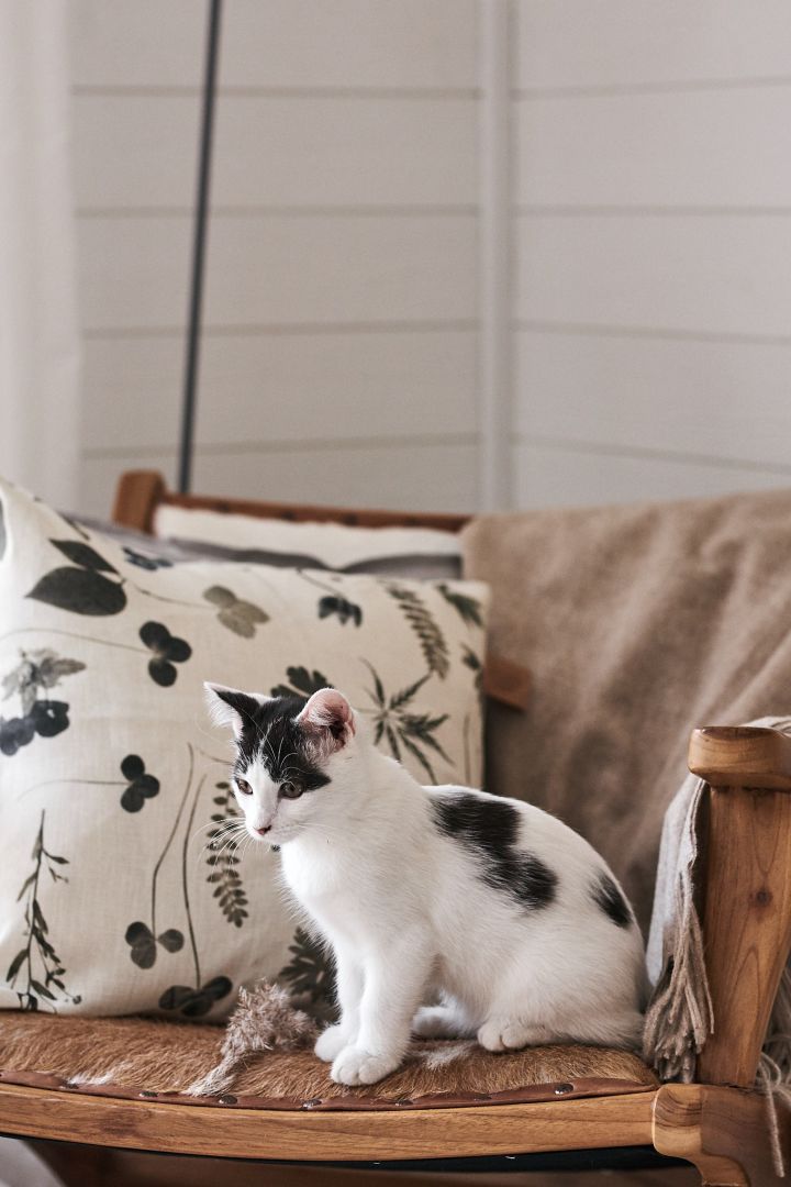 Ein Kätzchen sitzt auf einem Sessel in einer gemütlichen Leseecke mit Kissen und Decke.