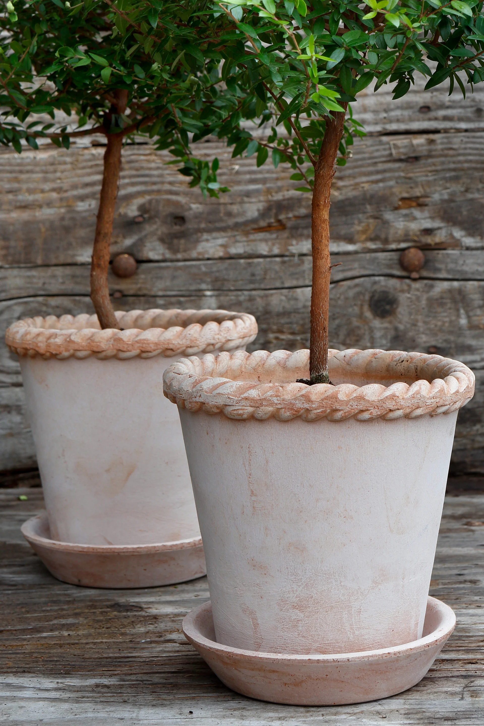 Hier sehen Sie zwei rosafarbene Emilia-Blumentöpfe von Bergs Potter mit je einem Bäumchen darin auf einer Terrasse stehen.