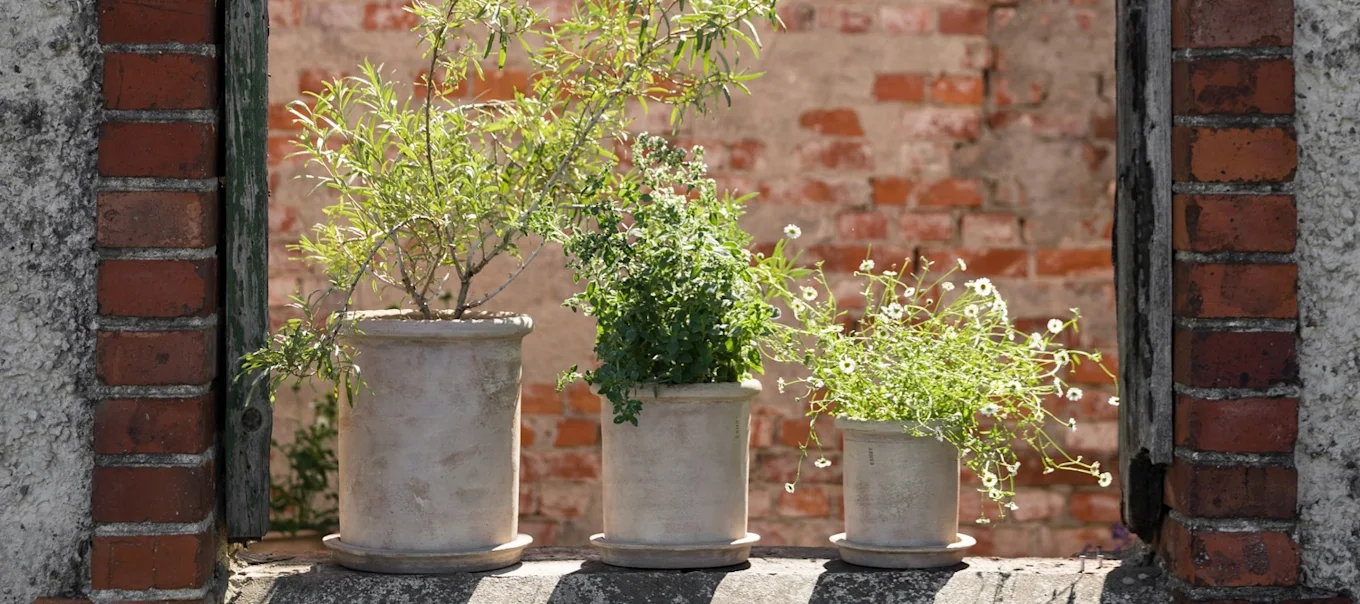 white wisteria plant Buy White Wisteria Vine for Sale | Fragrant Flowers main image 1