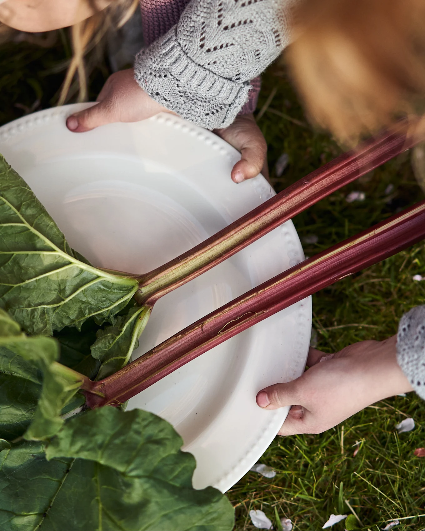 Zwei Kinderhände halten einen weißen Teller mit frischen Rhabarberstängeln und Blättern auf grünem Gras.