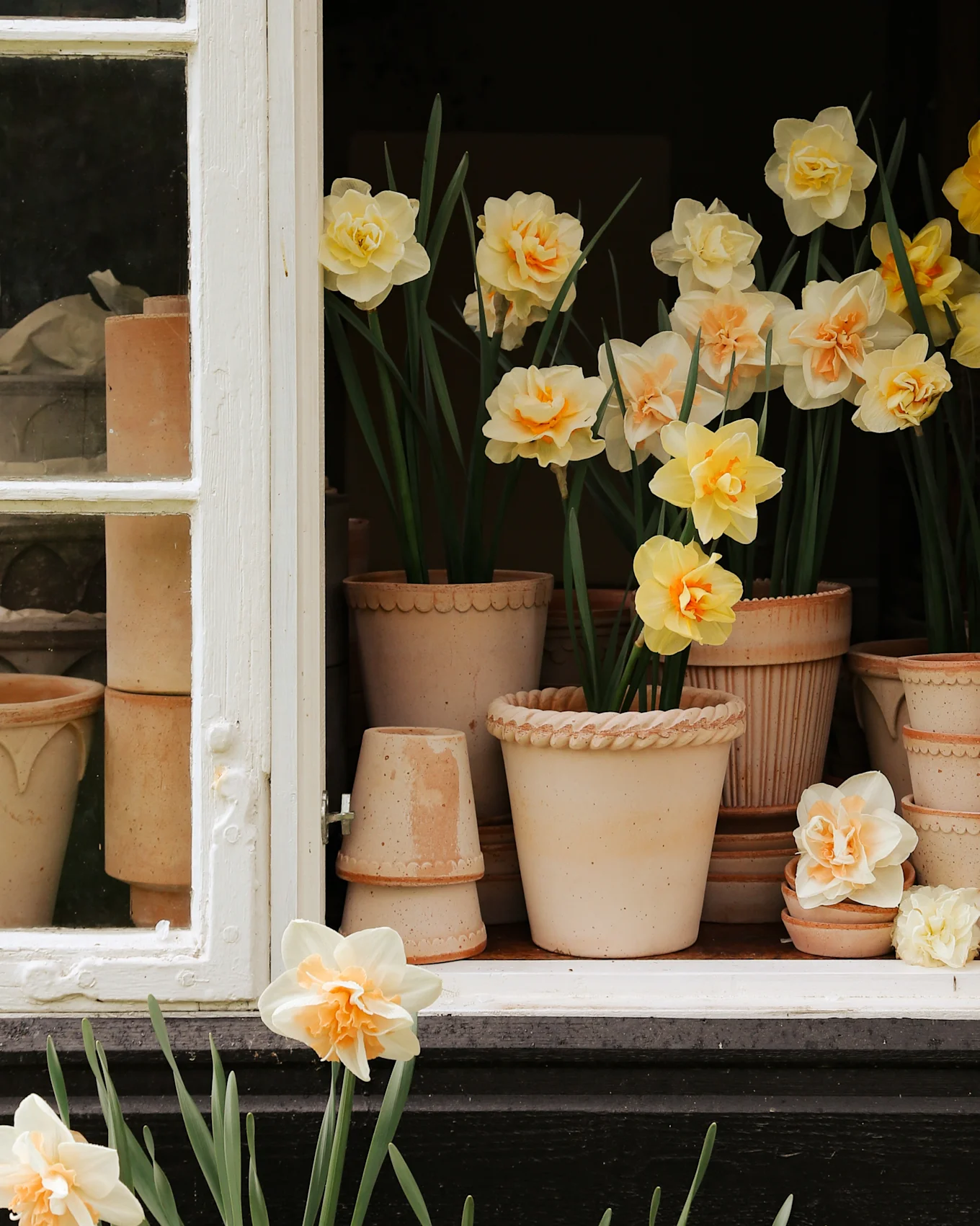 Offenes Fenster mit Topf-Narzissen in verschiedenen Terrakottatöpfen, einige mit cremefarbenen und orangen Blüten, andere gelb.